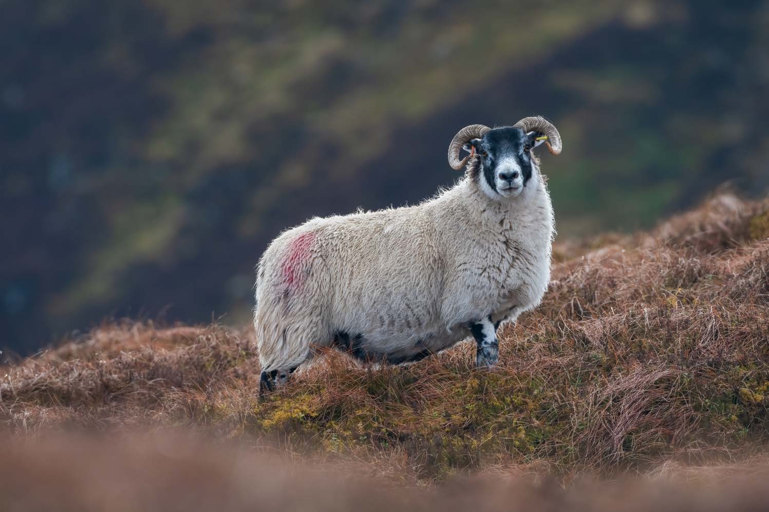 Sheepdog Herding Experience